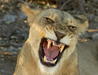 Львица животное - 47 фото