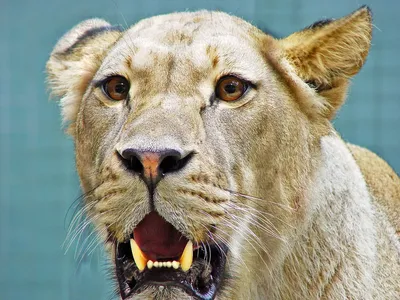 vorte_coeur on Instagram: 💔для каждого Льва, своя Львица💔 | Lion  photography, Iphone wallpaper hd nature, Lion pictures