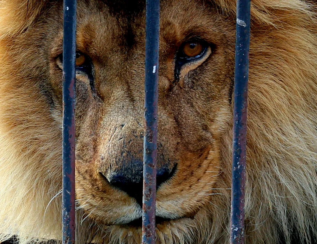 В СЕРБИЙ львы водятся. Лев в зоопарке съедает