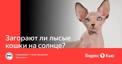 Что нужно знать о лысых породах кошек