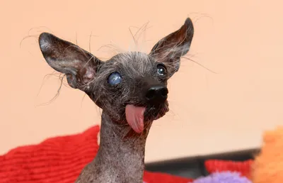 Мексиканская голая собака (Mexican Hairless Dog) - это милая, умная и  легкообучаемая порода собак. Фото, описание и отзывы.