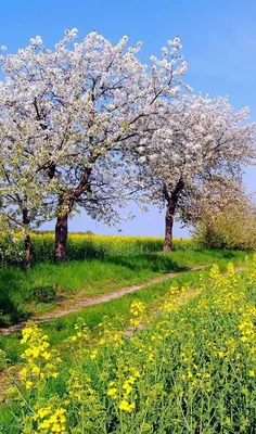 на природе / май, весна, за деревней