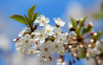 След человека | Цветущий май 🌸 #весна #май #spring #may #природа🌿 #nature  | Дзен
