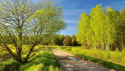 Картинки природа, весна, май, поле, рапс, цветы, дерево, дуб, деревья, лес  - обои 1920x1080, картинка №131170