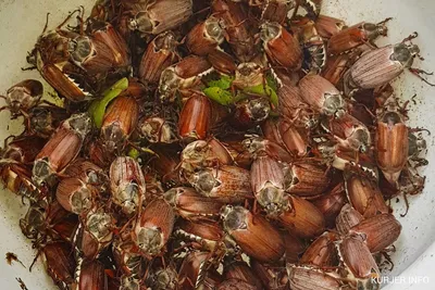 Майские жуки | Пикабу