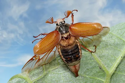 Почему майские жуки могут летать, хотя не должны уметь этого делать по  законам физики?