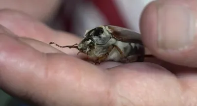 Аномалия или норма: энтомолог рассказал, куда пропали майские жуки -  Новости Тулы и области - 1tulatv