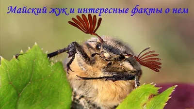 Как отличить вредную личинку от полезной?