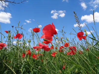 Обои лето, мак, бутон, poppy, мак расцвел картинки на рабочий стол, раздел  цветы - скачать