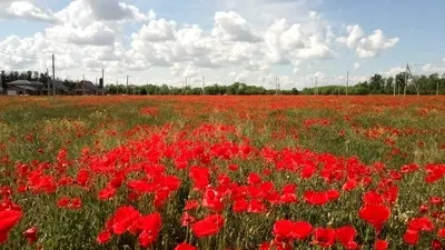 Фотообои Маки и ромашки 1681 купить в Украине | Интернет-магазин 