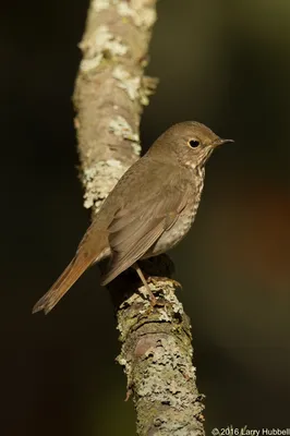 Маленькая коричневая птица с оранжевым хвостом - 66 фото
