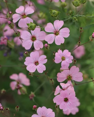 Розовые Цветы Маленькие Цветки Сад - Бесплатное фото на Pixabay - Pixabay