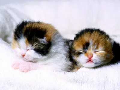 Самых маленьких и милых котят - картинки и фото 