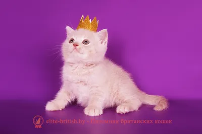 Кремовый окрас британских кошек: фото, стандарт окраса. Кремовые (бежевые,  персиковые) британцы. Фото британских кремовых котят, котов, кошек.