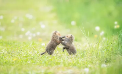 Еще немножко про маленьких лисят.. Photographer Terenteva Natalya