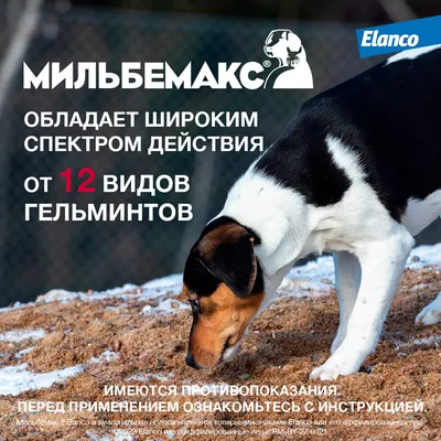 Маленьких щенков безжалостно выкинули на улицу в Ставрополе