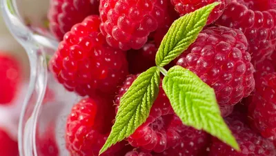 Малина ((Raspberries)) | Раскраски для детей 20 разукрашек