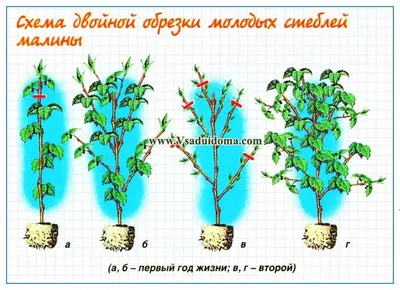 Малиновое дерево Крепыш купить 810 руб. саженцы в Москве интернет-магазин  «Садовод России»