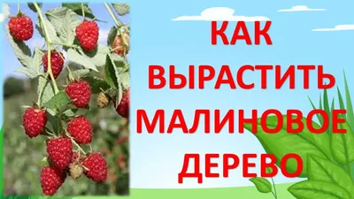 Питомник растений "Урожай" Вологда - Малиновое дерево Глен Ампл