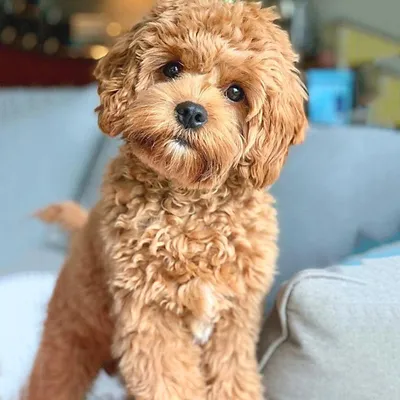 До какого возраста растут Maltipoo?