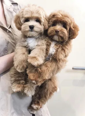 Питомник мальтипу "Maltipoo For You" — Мальтипу в Москве