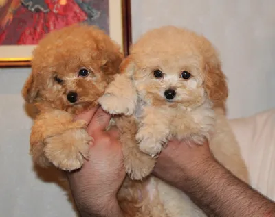 До какого размера растут Maltipoo?