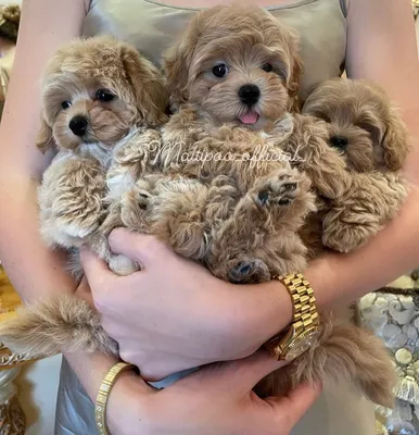 Питомник мальтипу "Maltipoo For You" — Мальтипу в Москве