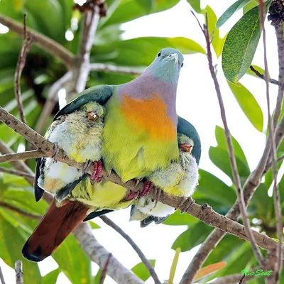 Feeding Mother Bird Affection PNG , кормление, мама, птица PNG картинки и  пнг рисунок для бесплатной загрузки