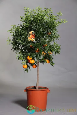 Мандарин, мандариновое дерево (Mandarin, tangerine tree) купить в Киеве цена