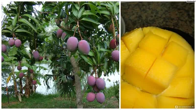 В Турции стали выращивать для туристов манго | Ассоциация Туроператоров