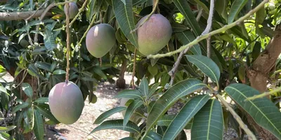 Фрукты Манго - «Можно ли кушать зеленый манго? И почему сладкий спелый фрукт  нужно кушать с осторожностью? А также поделюсь приготовлением мангового  десертика» | отзывы