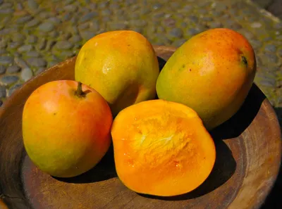 История манго: как и где появился король фруктов | Fresh Import – твой манго-дилер  | Дзен