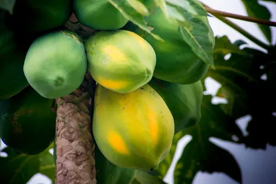 Король фруктов: все о пользе и вреде манго (плюс бонус – 5 рецептов)