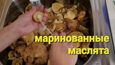 Маринованные грибы маслята на зиму – простой и вкусный рецепт, как  приготовить пошагово