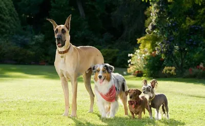 Marmaduke (2010) - IMDb