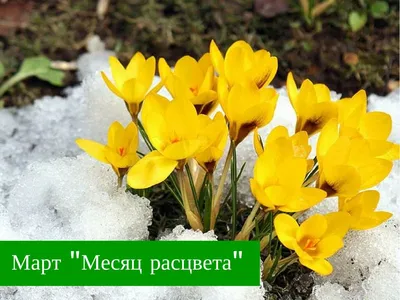 ВЕСНА Spring МАРТ ПРЕКРАСНЫЙ МЕСЯЦ СЧАСТЛИВОГО МАРТА HAPPY MARCH | Весна,  Слайд-шоу, Васи