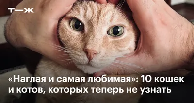 Наглая и самая любимая»: 10 кошек и котов, которых теперь не узнать