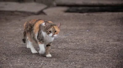 У кота, которого забрали у живодера-стримера на Урале, нашли опасные вирусы  - РИА Новости, 