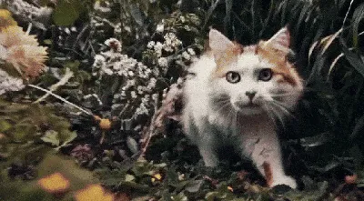 В Турции спустя 49 дней после землетрясения нашли под завалами выжившего  кота | Ветеринария и жизнь