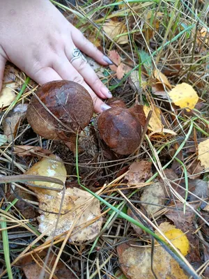 В белорусских лесах находят уже и маслята — необычно рано