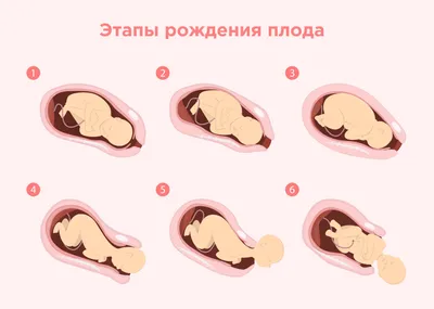 Отзывы о органическое масло Mommy Care для массажа промежности перед родами  Flexible - отзывы покупателей на Мегамаркет | уход за телом 3675 -  100022964860