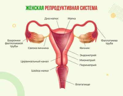 Масло сладкого миндаля Mommy Care, для массажа промежности перед родами,  125 мл – купить в Санкт-Петербурге по лучшей цене | Интернет-магазин  детских товаров «Шмелёк.ру»