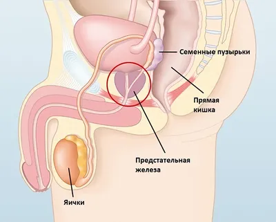 Как берут анализ секрета простаты у мужчин