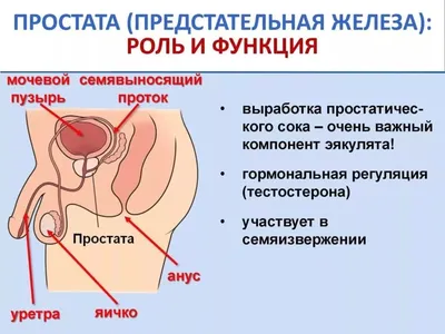 Как правильно делать массаж простаты мужу или самостоятельно в домашних  условиях