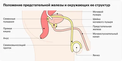 Массаж простаты бесполезен | Доктор Ярослав Конышков | Дзен