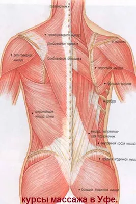 Расслабляющий массаж спины - Школа мастеров массажа