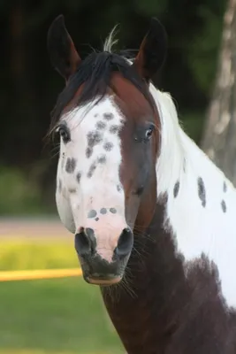 Pin by Kelta Seigu Issa on Необычные масти лошадей | Unusual horse, Horse  markings, Pinto horse