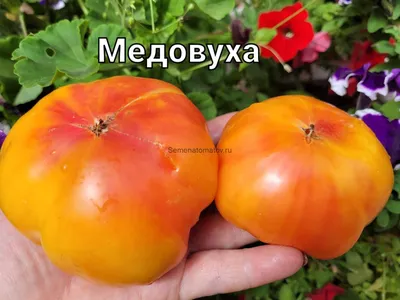 Медовуха — Семена Томатов