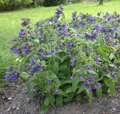 Медуница неясная (Pulmonaria obscura Dumort.)