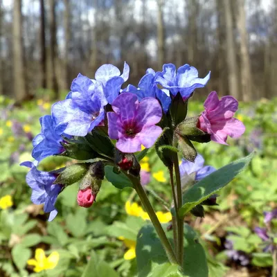 Медуница сахарная Majeste Pulmonaria sacchаrata Majeste - купить сорт в  питомнике, саженцы в Санкт-Петербурге